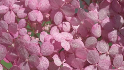 Soft dust- pink hydrangea blossom background. macro footage Stock Footage 246322459