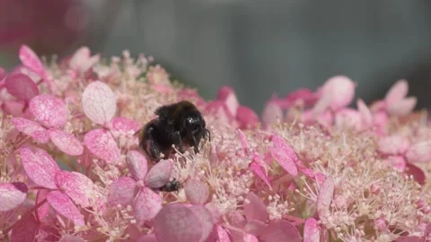 Soft dust- pink hydrangea blossom with working bumblebee. macro footage Stock Footage 246322945
