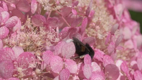 Soft dust- pink hydrangea blossom with working bumblebee. macro footage Stock Footage 246323096