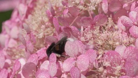 Soft dust- pink hydrangea blossom with working bumblebee. macro footage Stock Footage 246323167