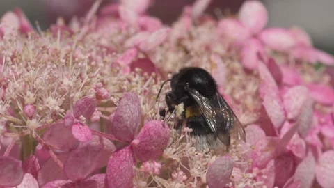 Soft dust- pink hydrangea blossom with working bumblebee. macro footage Video stock 246323998