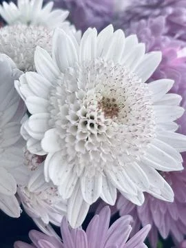 Soft Elegance of White Chrysanthemum Stock Photos