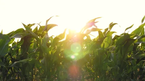 Soft evening breeze gently moves leaves of cornfield under evening sunlight Stock Footage 258965446