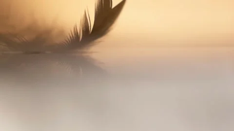 Soft Feather Gently Touching Water in Golden Light Stock-Footage 330989302