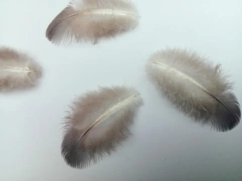 Soft Feathers Flat Lay on White Background Stock Photos