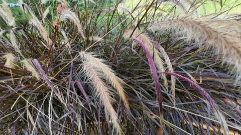 Soft feathery grass Stock Photos