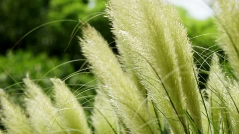 Soft Feathery Pampas Grass Plumes Glowing in Summer Sunlight Against Green Stock Footage 343848669