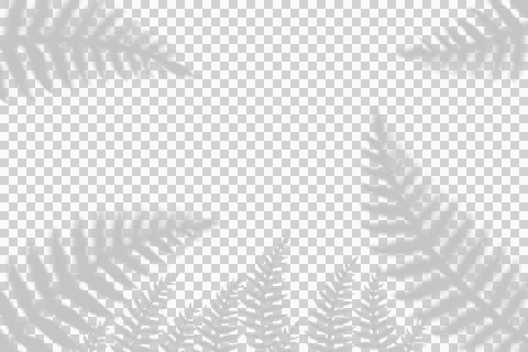 Soft fern leaf shadows on a white background Stock Illustration