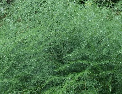 Soft Fern-like Texture Background Stock Photos