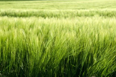 Soft field Stock Photos