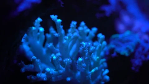 Soft finger coral Stock Footage 91476319
