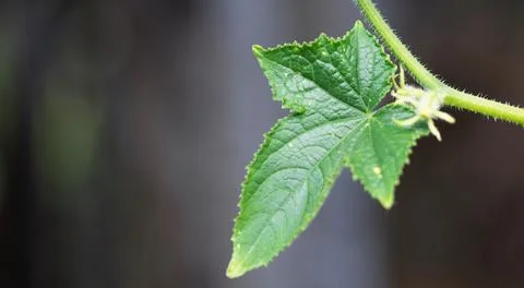 Soft first spring macro background of leaves, buds and branches Stock Photos