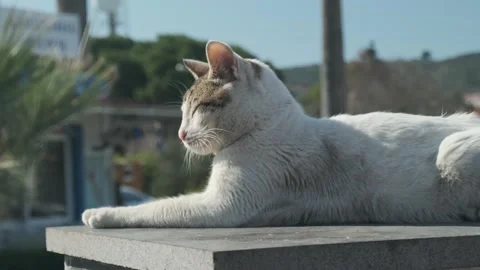 Soft flight around the white cat video Stock Footage 263841792