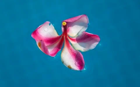 Soft flower fallen on the pool surface Stock Photos