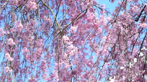 Soft flowers tree on wind Stock Footage 272831993