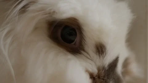 Soft, fluffy bunny with dark eyes peers curiously Stock Footage 342190911