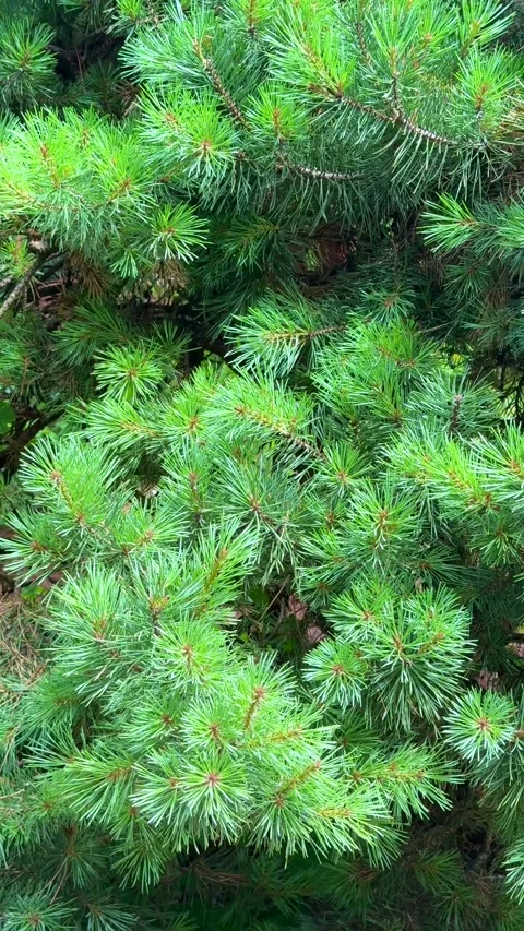 Soft fluffy green Christmas tree branch close up loop footage Stock Footage 313671945