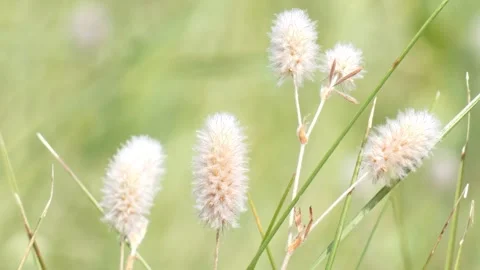Soft fluffy rabbitfoot clover flower heads blooming in sunny field closeup Видео 340917413