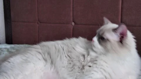 A soft, fluffy Ragdoll cat with blue eyes rests on a bed Stock Footage 333010612