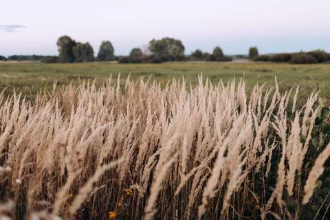 Soft fluffy stems in the evening field. Spikelets of grass sway in the wind Stock Photos