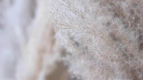 Soft fluffy texture feather softly moving on black. Fluffy texture of tropical Stock Footage 309451439