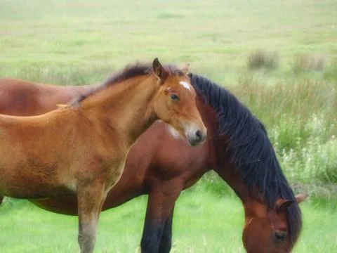 Soft Foal Stock Photos