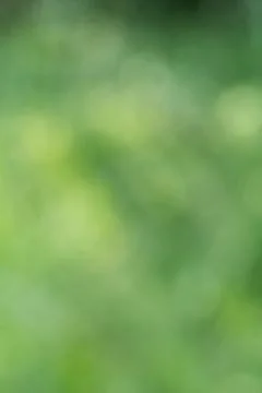 Soft-focus abstract background featuring green grass and forest vegetation wi Фото