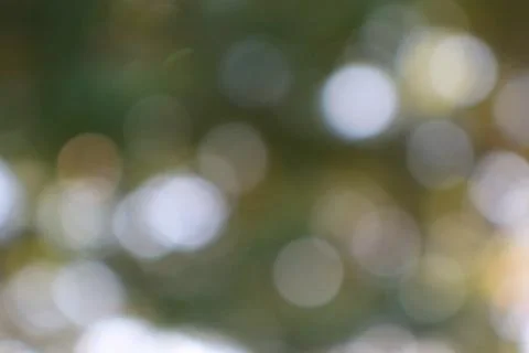 Soft focus abstract background of light and green foliage 스톡 사진