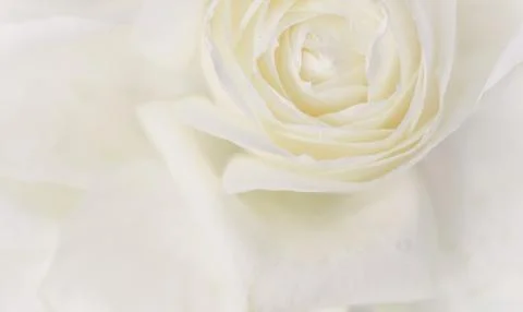 Soft focus, abstract floral background, white rose flower. Macro flowers back Foto stock