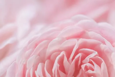 Soft focus, abstract floral background, pink rose flower. Macro flowers backd Stock Photos