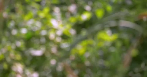 Soft focus abstract nature background featuring blurred greenery for creative Stock Footage 344826799