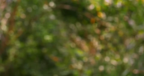 Soft focus abstract nature background featuring blurry greenery for creative Stock Footage 345281691