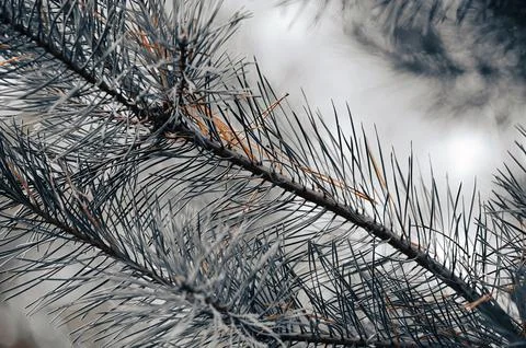 Soft focus and close up of the branches of a green spruce against the blurred Foto stock