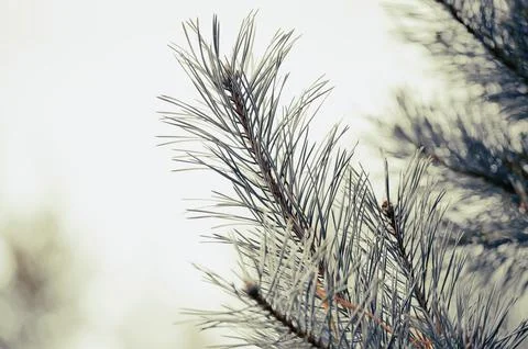 Soft focus and close up of the branches of a green spruce against the blurred Stock Photos