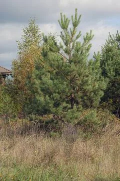 Soft focus and close up of the branches of a green spruce against the blurred Foto stock