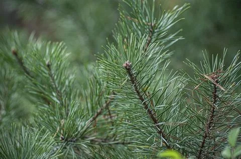 Soft focus and close up of the branches of a green spruce against the blurr.. Stock Photos