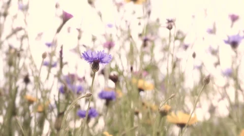 Soft focus and warm tone during sun set of slow motion of blue flower. Stock Footage 63835291
