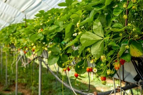 Soft focus background. Close up fresh organic strawberry. Strawberries being Stock Photos
