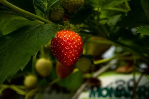 Soft focus background. Close up fresh organic strawberry. Strawberries being Foto stock