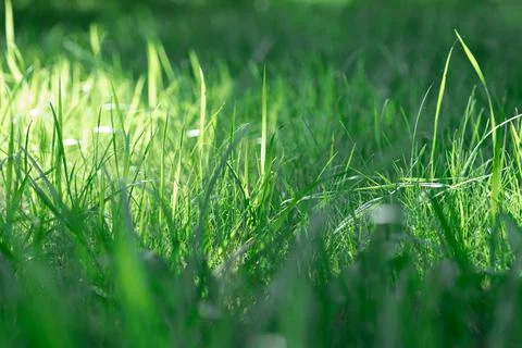 Soft focus background with fresh grass with narrow streak of sunlight going Stock Photos