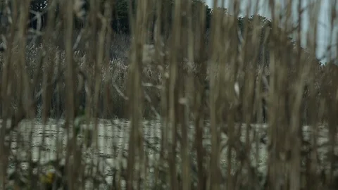 Soft focus of beach grass swaying in breeze on beach, day. Vídeo Stock 111330210