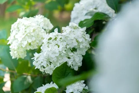 Soft focus of Beautiful bloom white flowers of Hydrangea macrophylla in garden 写真素材
