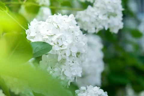 Soft focus of Beautiful bloom white flowers of Hydrangea macrophylla in garden 写真素材