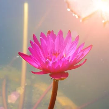 Soft-focus beautiful water lilly Stock Photos