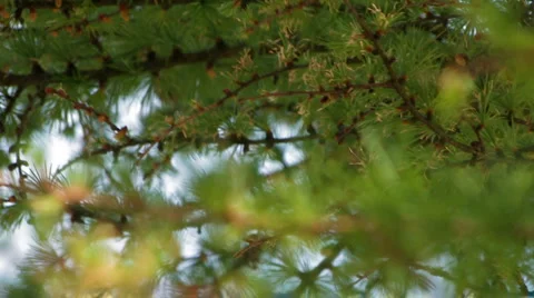 Soft focus between needles of larch tree Stock Footage 4718904
