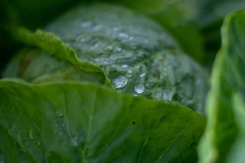 Soft focus of Big cabbage in the garden Foto stock