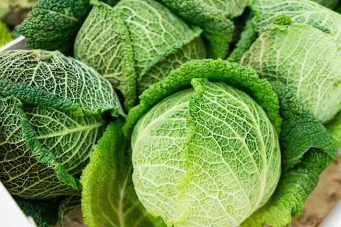 Soft focus of Big cabbage in the garden Stock Photos