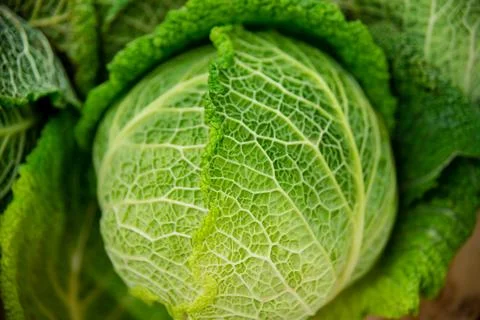 Soft focus of Big cabbage in the garden Stock Photos