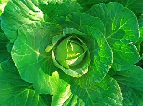Soft focus of Big cabbage Stock Photos