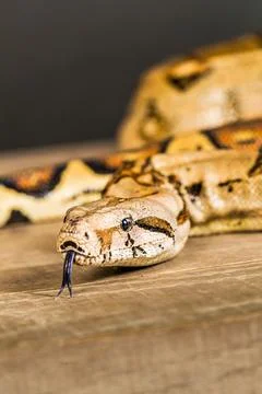 Soft focus of a boa constrictor with its tongue out Stock Photos